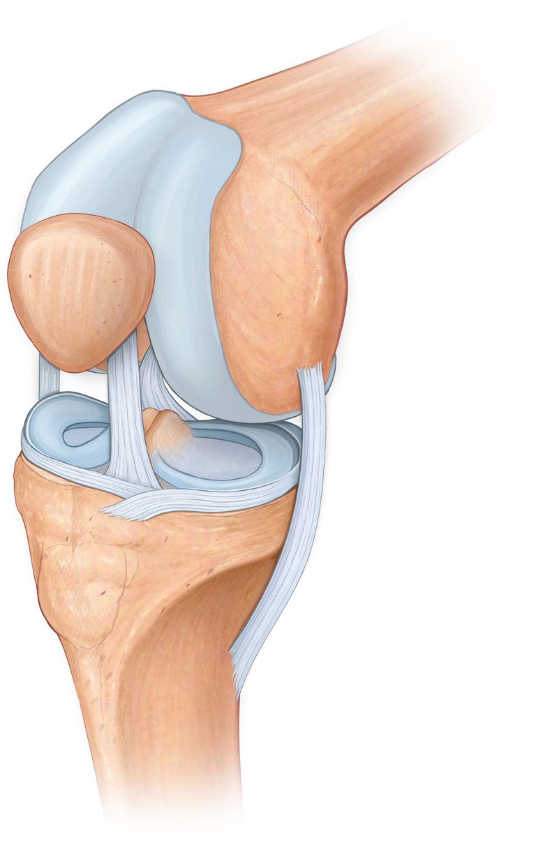 cartilage articulaire, cartilage hyalin, dommages cartilage, perte cartilage