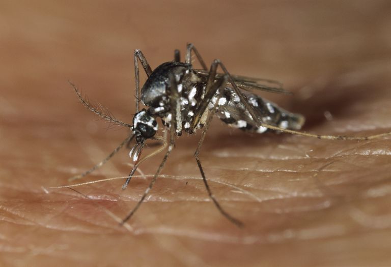 virus Zika, virus oreillons, oreillons sont, vaccin contre, personnes infectées