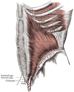fléchisseurs hanche, obliques externes, obliques internes, colonne vertébrale