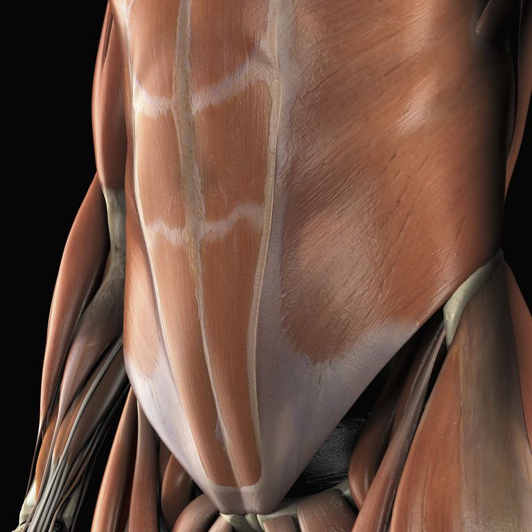 fléchisseurs hanche, obliques externes, obliques internes, colonne vertébrale