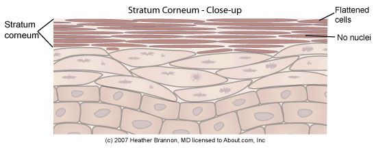 couche cornée, cette couche, dans couche, cellules basales
