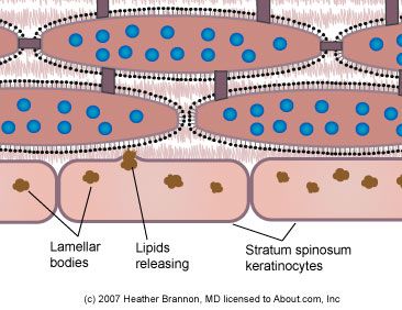 couche cornée, enveloppe cellulaire, bicouche lipidique, bicouche lipidique lamellaire