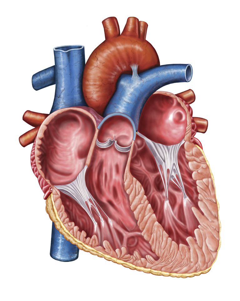 régurgitation aortique, ventricule gauche, valve aortique, insuffisance cardiaque