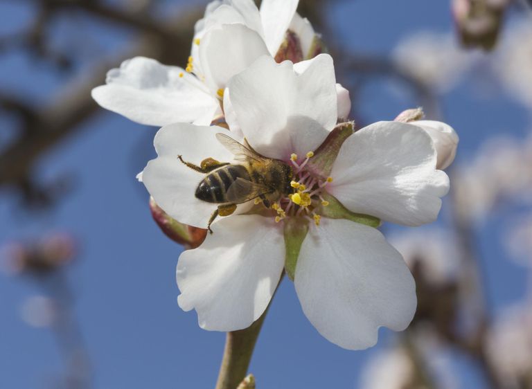 pollen abeille, abeille peut, pollen abeille peut, publiée dans