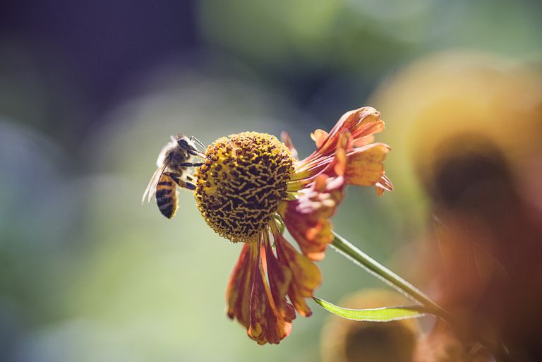 piqûres abeilles, piqûre abeille, thérapie contre, contre piqûres