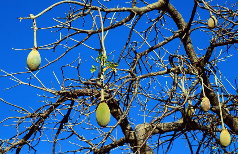 fruit baobab, baobab sont, compléments alimentaires, riche antioxydants