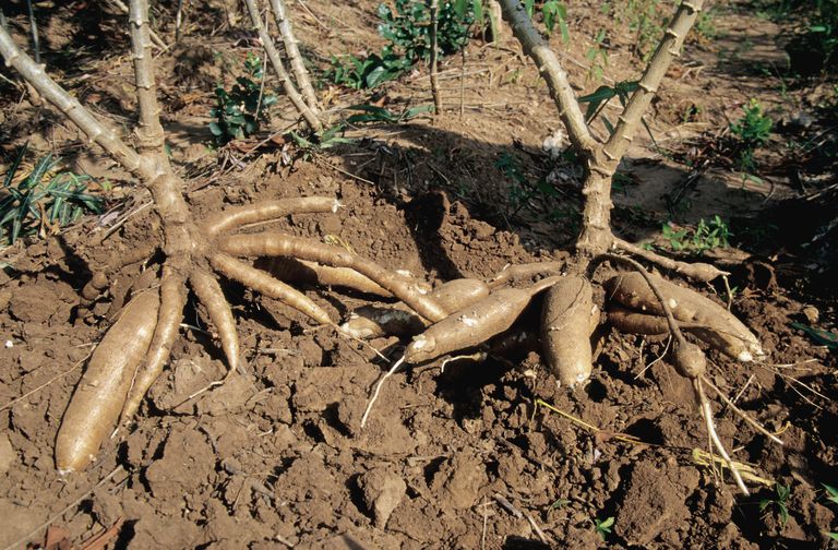 manioc peut, sous forme, compléments alimentaires, peut aider, peuvent avoir, pour santé