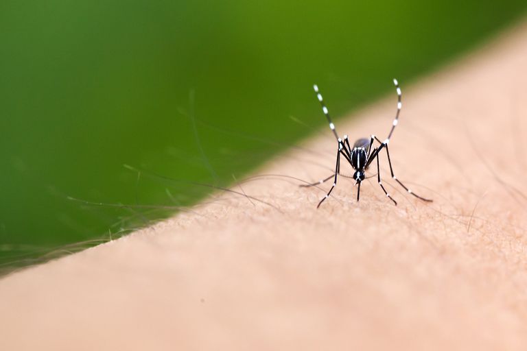 fièvre jaune, virus Zika, Aedes aegypti, virus occidental
