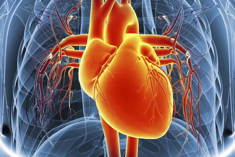 travers valve, travers cœur, dans oreillette, dans ventricule, artère pulmonaire, pulmonaire dans