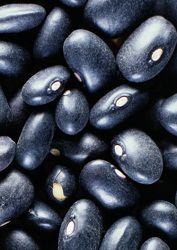 Haricots noirs, amidon résistant, haricots conserve, haricots noirs sont