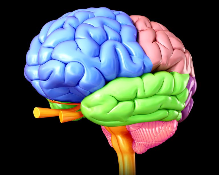 lobe frontal, dommages lobe, dommages lobe frontal, frontal peuvent
