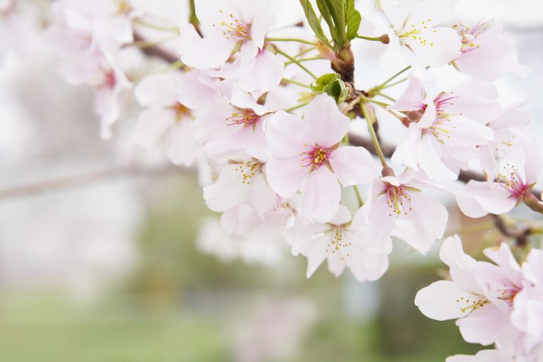 fleurs cerisier, bassin marée, Cherry Blossom, dans district, dans district Columbia, district Columbia