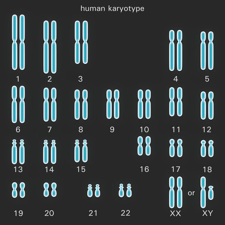 bras court, bras court chromosome, copies chromosome, court chromosome, partie bras, aucun symptôme