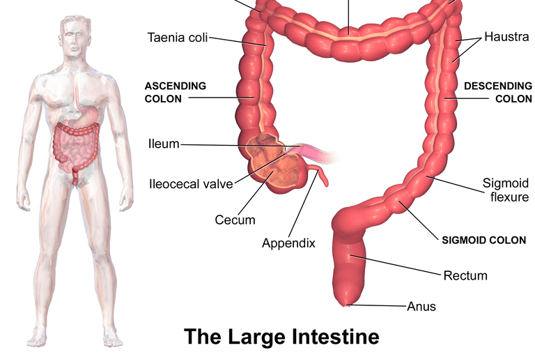 gros intestin, intestin grêle, abdomen juste, abdomen juste dessous, affecter côlon