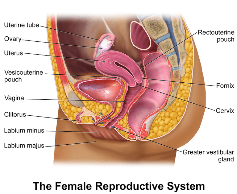 symptômes comprennent, certain nombre, dans abdomen, après ménopause, avoir enfants, cancer ovaire