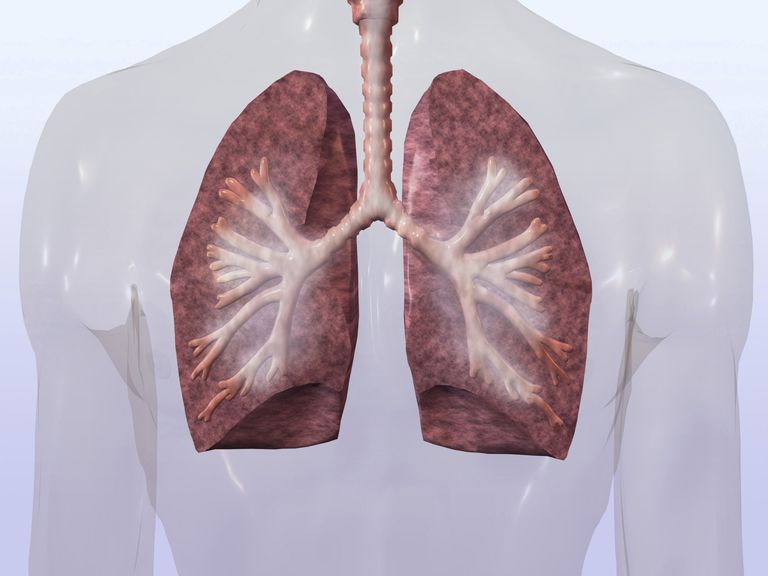voies respiratoires, voies aériennes, réponse inflammatoire, zone gorge derrière, arbre bronchique, chez patients