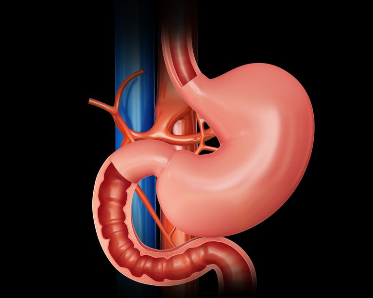 système digestif, intestin grêle, dans intestin, enzyme sécrétée