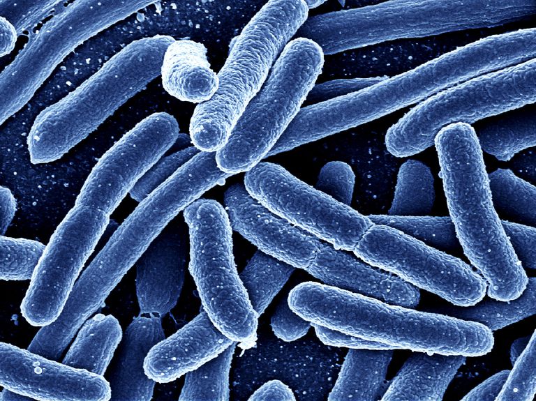 bactéries intestinales, bactéries anti-inflammatoires, avec lymphome, considérés comme, personnes atteintes, réduire risque