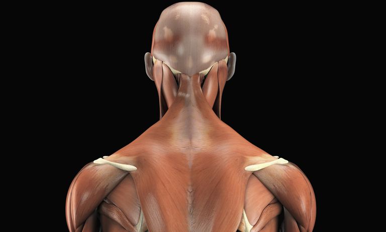 colonne vertébrale, muscles extrinsèques, dorsaux extrinsèques, latissimus dorsi, muscles dorsaux