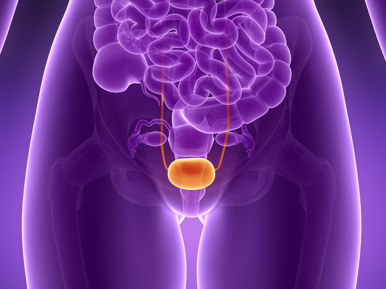 chez femmes, organes génitaux, chaque rein, dans urètre