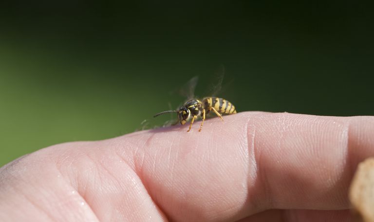 insectes piqueurs, réaction allergique, dans nids, être piqué, guêpes tendance, insecte vous