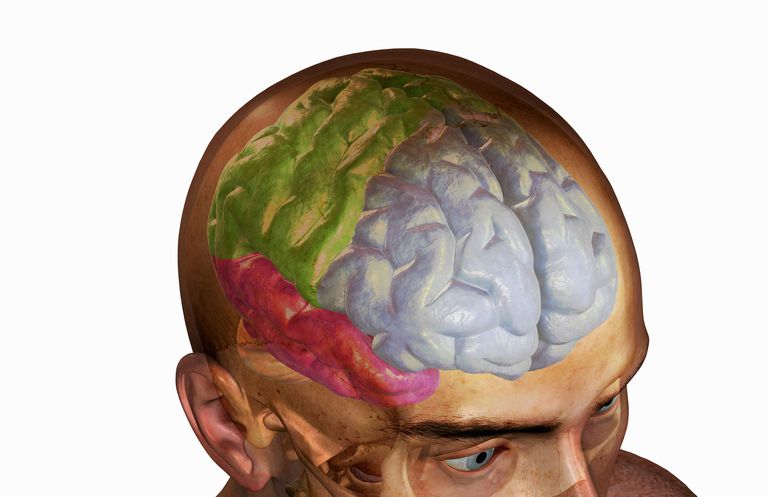 lobe frontal, lésions cérébrales, avant cerveau, certain nombre, comportements sexuels