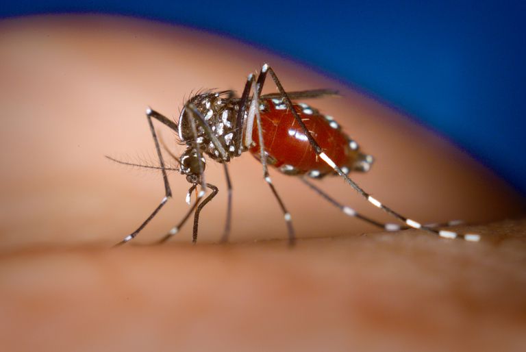 Aedes albopictus, certaines parties, douleurs articulaires, éviter piqûres