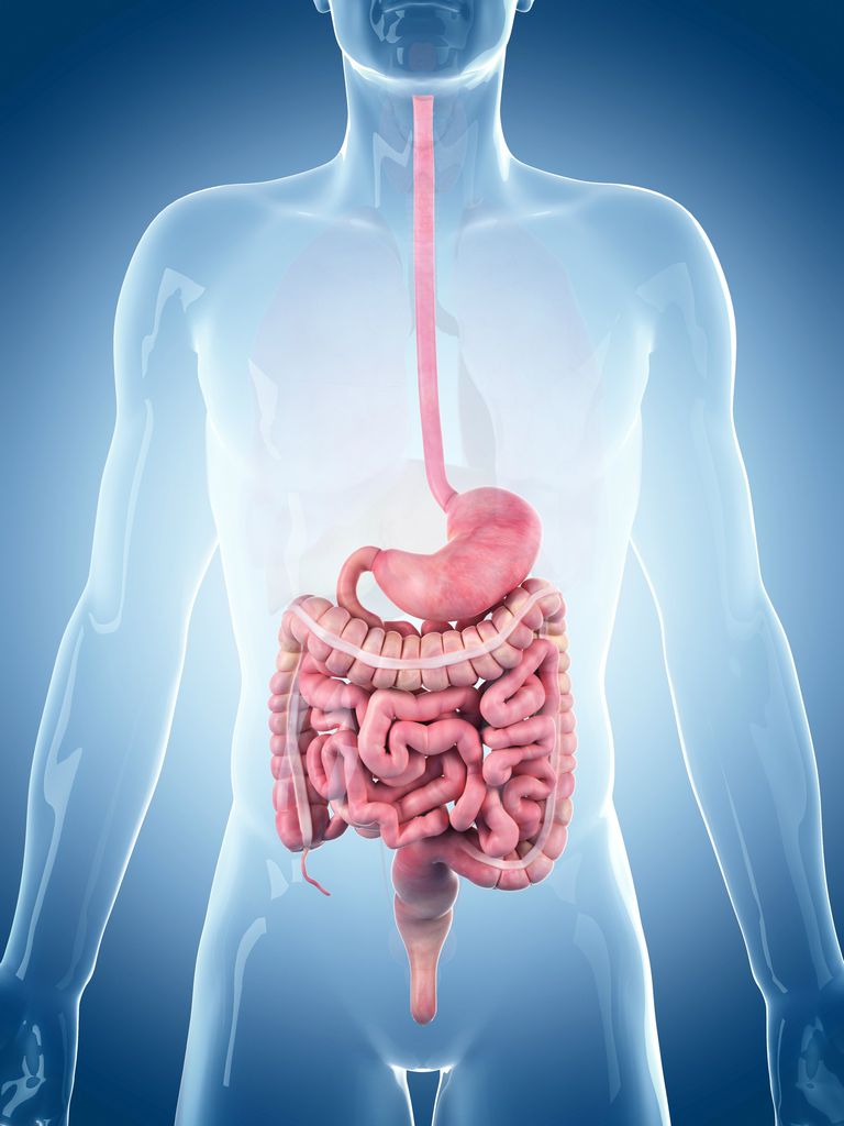 intestin grêle, dans intestin, dans intestin grêle, enzymes digestives, dans bouche