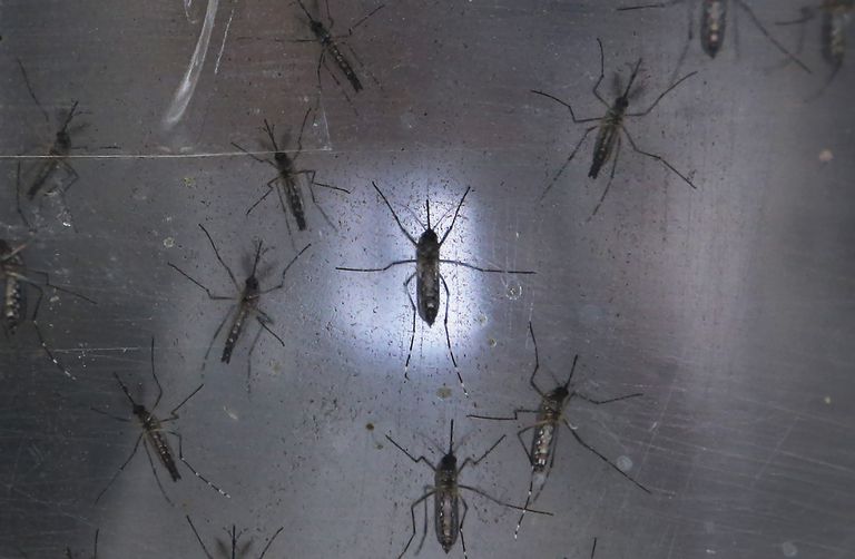 comme Aedes, connus pour, connus pour propagation, contre moustiques, femmes enceintes