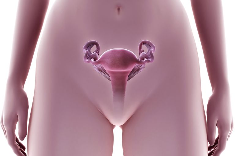 vous ovulez, cycle menstruel, glaire cervicale, peuvent être, prédiction ovulation, quand vous
