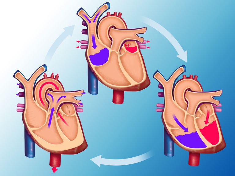 dans votre, votre cœur, votre corps, système circulatoire
