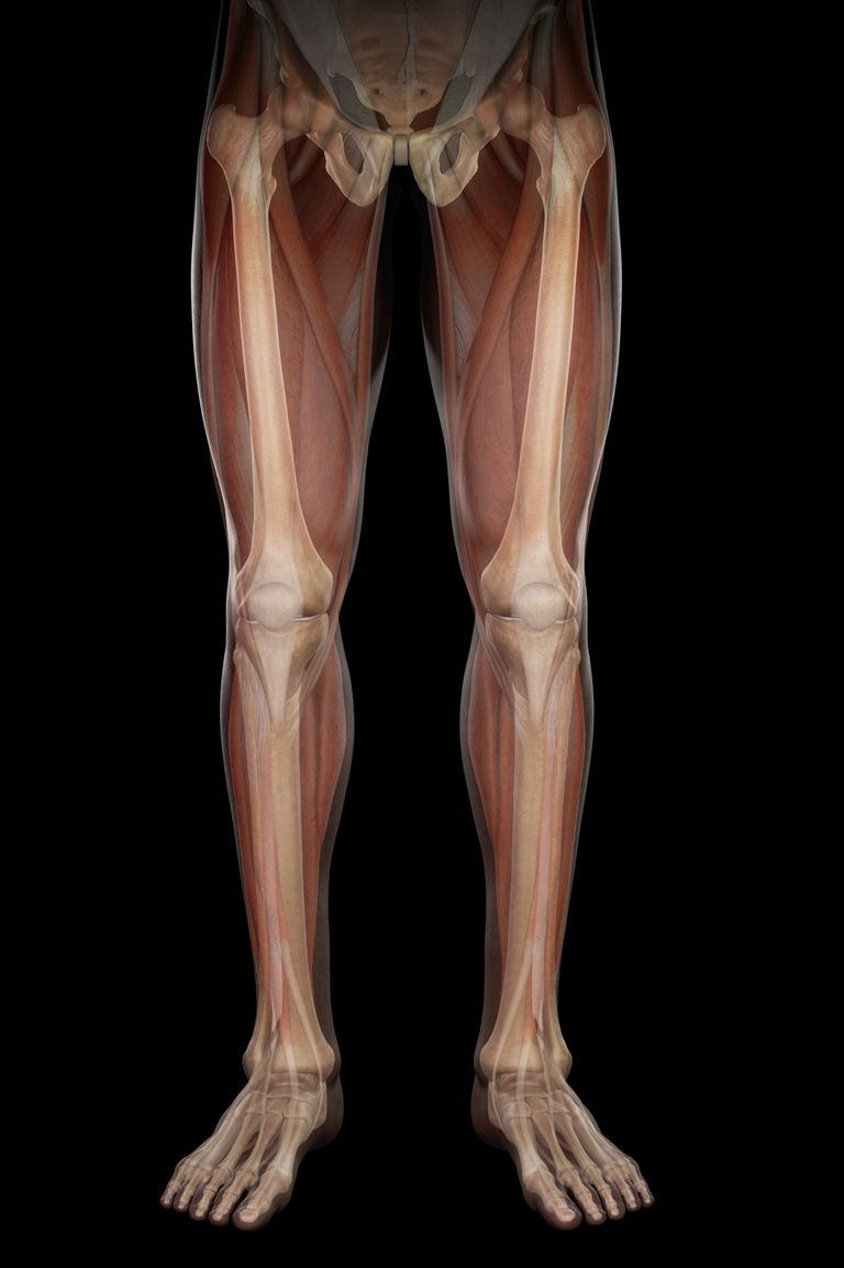 articulation genou, cartilage articulaire, cartilage ménisque, extrémité inférieure, Anatomie genou, appelons segment