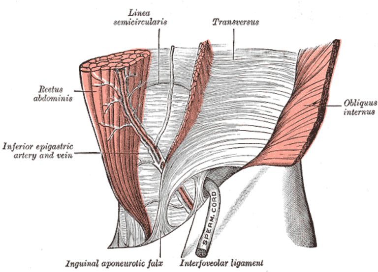 colonne vertébrale, organes internes, pour renforcer, votre abdomen