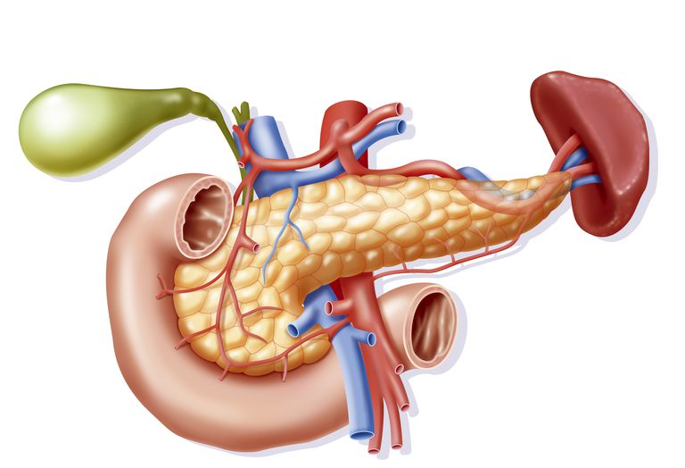 système digestif, intestin grêle, absorption nutriments, gros intestin
