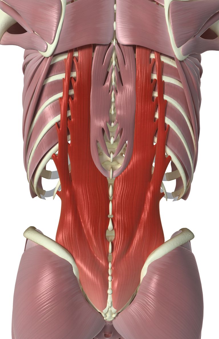 colonne vertébrale, interspinales intertransversaires, vertèbre thoracique, anneau osseux