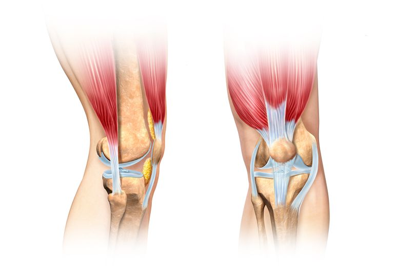 articulation genou, genou vous, ligament collatéral, ligament croisé, ligament empêche