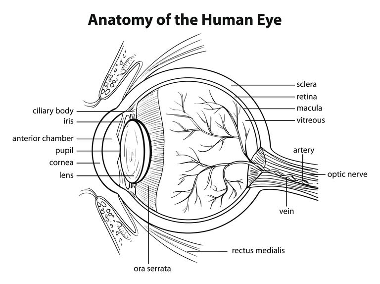 télangiectasie maculaire, vaisseaux sanguins, perte vision, vision centrale, maculaire type