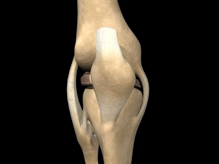 articulation genou, intérieur articulation, articulation genou ligament, collatéral médial, dépôt calcium
