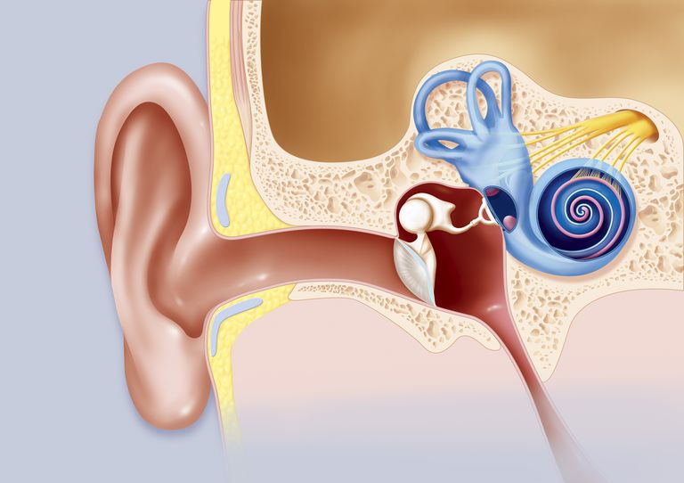 malformations Mondini, oreille interne, aides auditives, aides auditives sont, auditives sont, malformation Mondini