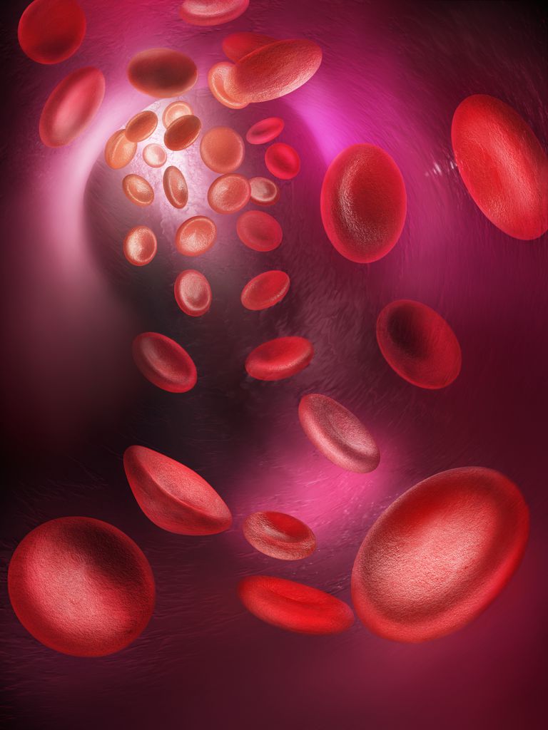 globules blancs, cellules sanguines, globules rouges, cellulaire myéloïde, leucémie myéloïde