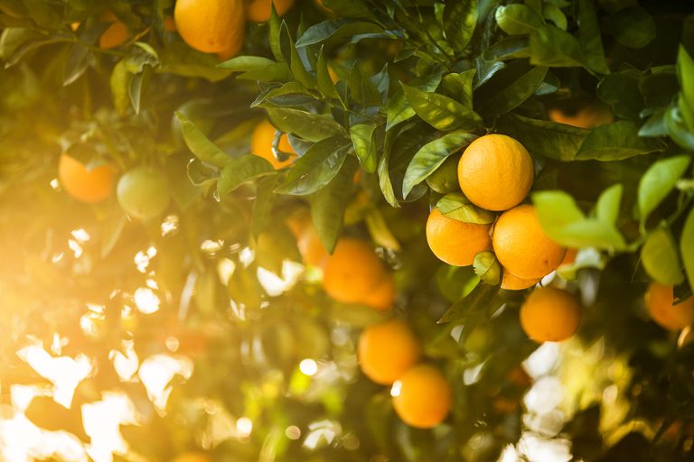 oranges sont, ajouter saveur, calories sucre, conséquent vous, orange pour, oranges conserve