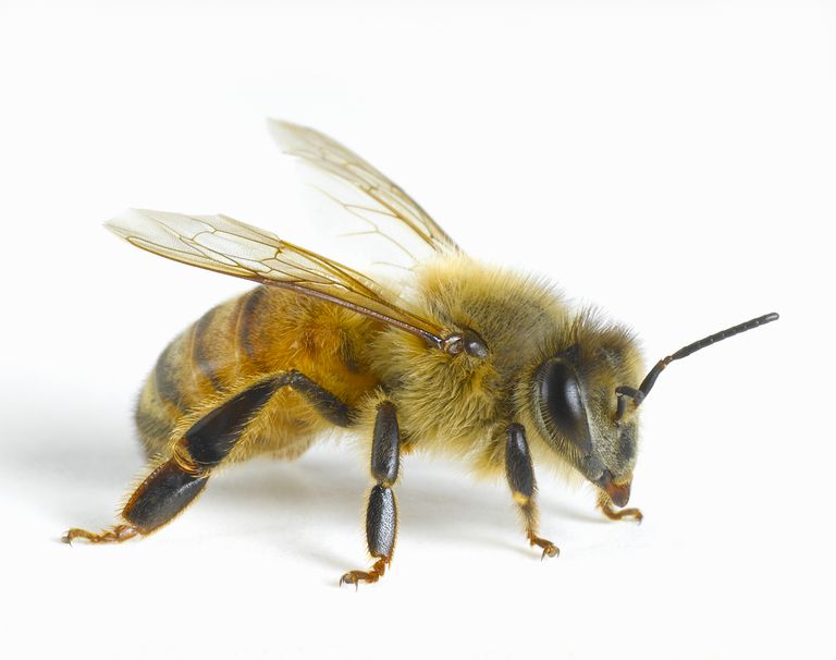 abeille peut, contre piqûres, piqûres abeilles, contre piqûres abeilles, piqûre abeille, thérapie contre