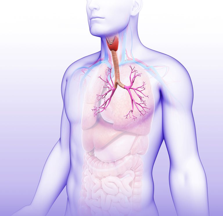 dans poumons, cavité thoracique, dans alvéoles, dans bronchioles, dans cavité, dans cavité thoracique