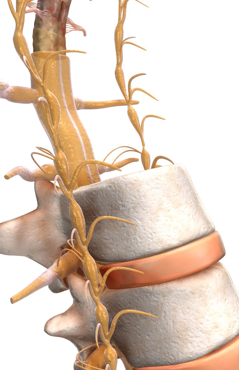 colonne vertébrale, nerf spinal, racine nerf, racine nerf spinal