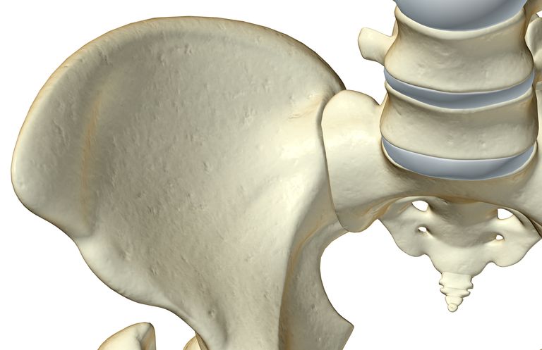 colonne vertébrale, articulation sacro-iliaque, deux hanche, extrémité inférieure, poids colonne, poids colonne vertébrale