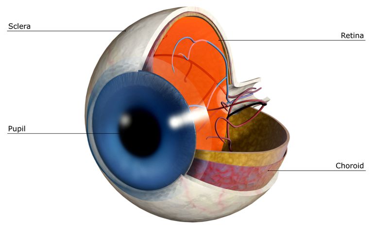 Sclère: L'anatomie de l'œil humain