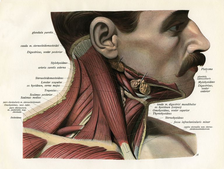 triangle antérieur, contraction bilatérale, deux muscles, ligne médiane, processus mastoïdien, triangle postérieur