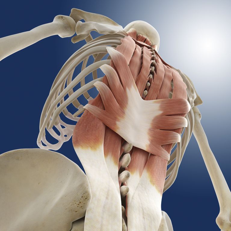 semispinalis cervicis, processus épineux, colonne vertébrale, flexion latérale, processus articulaires, semispinalis capitis