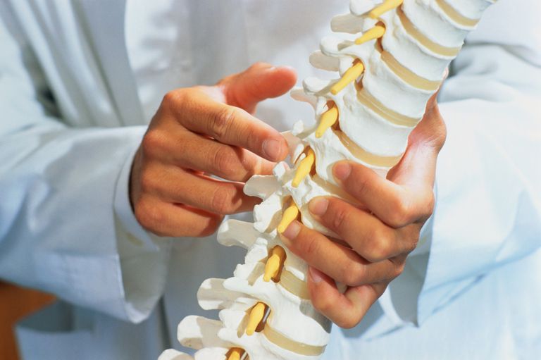 ligaments spinaux, longitudinal antérieur, longitudinal postérieur, colonne vertébrale, ligament longitudinal, ligament longitudinal postérieur