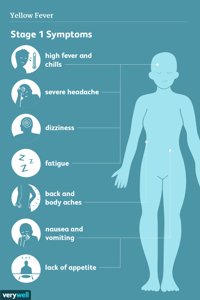 fièvre jaune, symptômes stade, après infection, certaines personnes, développer symptômes, jours après